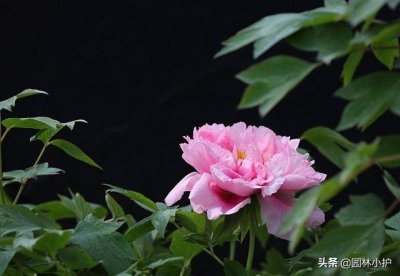 ​中国10大名花花语 中国十大名花的花语是什么
