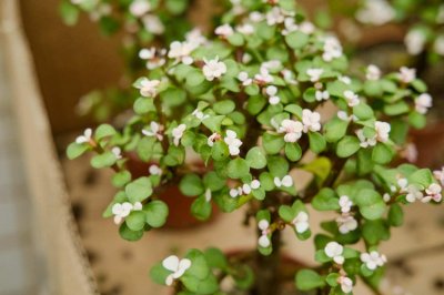 ​金枝玉叶什么时候换盆