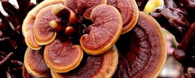 ​灵芝的食用方法和禁忌