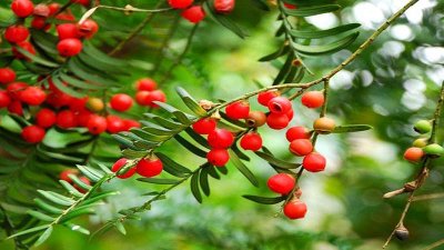 ​红豆杉的功效与作用