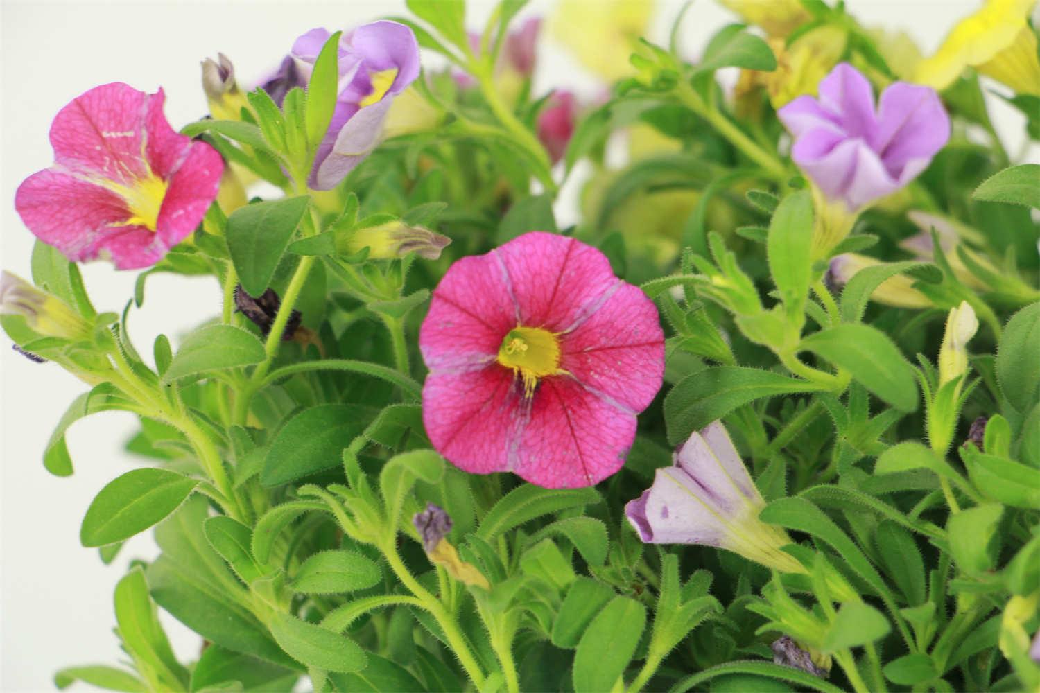 百万小铃 百万小铃