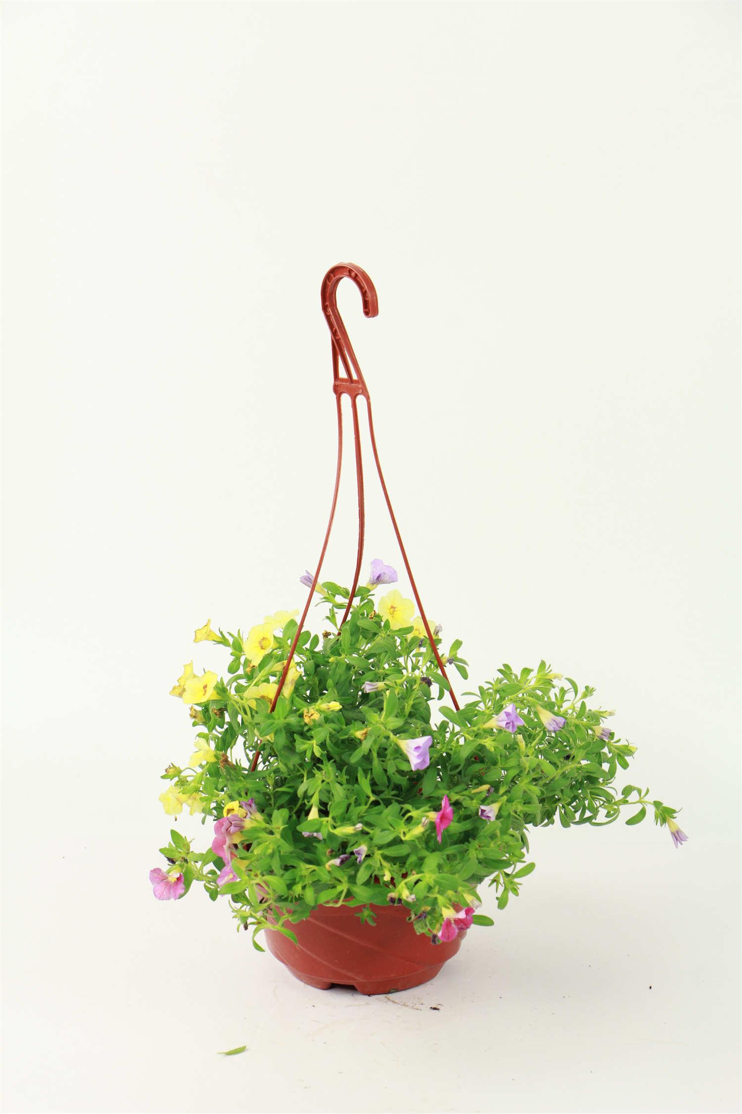 百万小铃 百万小铃