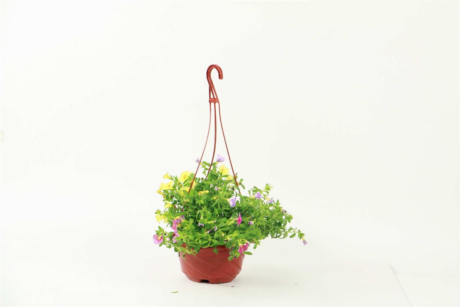 百万小铃 百万小铃