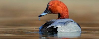 ​红头鸭的营养价值和吃的禁忌