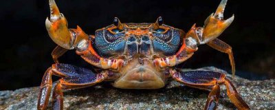 ​螃蟹里面的黄稀能吃吗