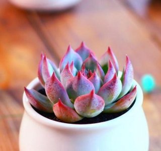 ​适合放卧室的多肉品种(卧室适合养多肉植物吗)