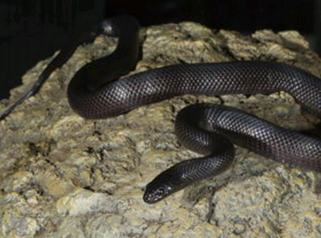 墨西哥黑色王蛇——漂亮的宠物蛇