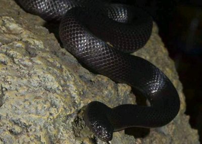 ​墨西哥黑色王蛇——漂亮的宠物蛇