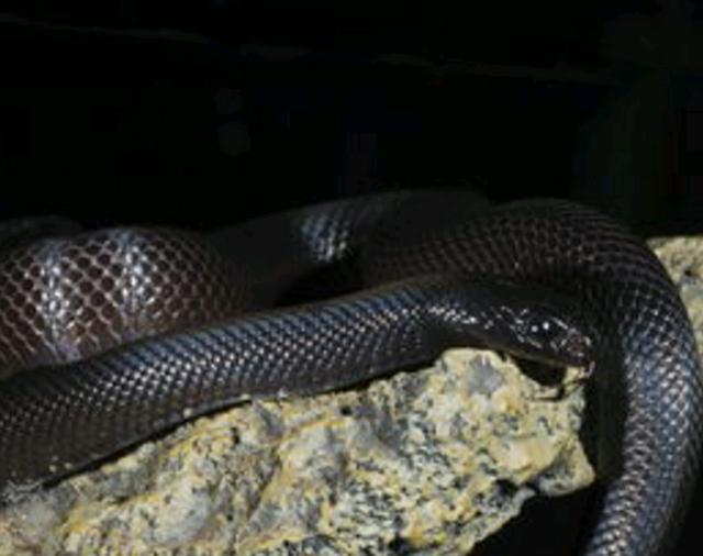 墨西哥黑色王蛇——漂亮的宠物蛇