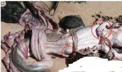 ​黑鳞鲛人真的存在？我不信！