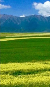 ​使人心情愉悦的散文