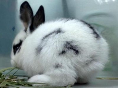 ​兔子没有尾巴什么意思(兔子为什么没有尾巴)