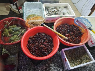 ​小龙虾“身价”回弹，餐桌价依旧无波动