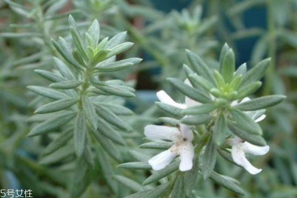 迷迭香的花语是什么呢 迷迭香的味道是怎么样的呢 迷迭香的花语是什么呢 迷迭香的味道是怎么样的呢