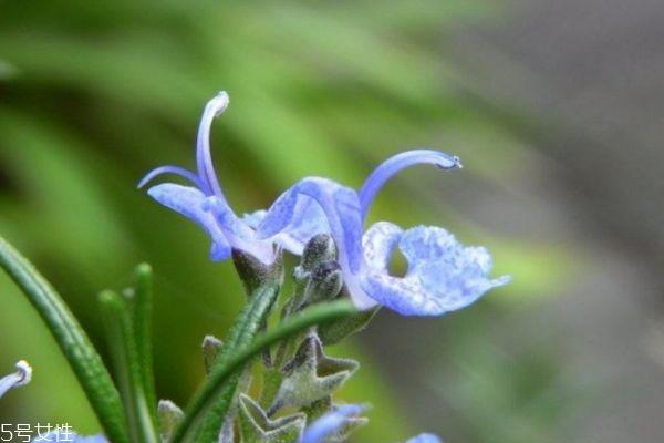 迷迭香的花语是什么呢 迷迭香的味道是怎么样的呢 迷迭香的花语是什么呢 迷迭香的味道是怎么样的呢