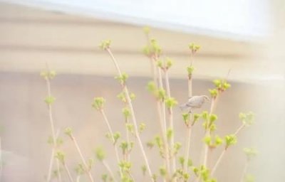 ​梦见发小了怎么办？梦见一起长大的发小的梦境