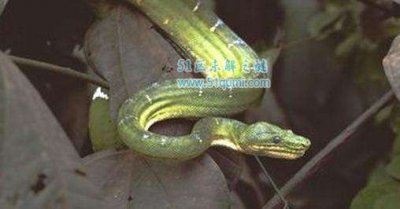 ​蛇能看家护院吗 看家蛇是什么蛇？