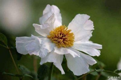 ​凤丹的花语是什么呢 凤丹的种植有什么注意的呢