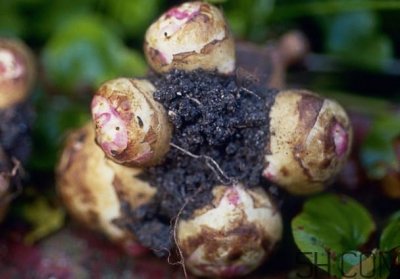 ​洋姜是什么时候成熟？洋姜是发物吗