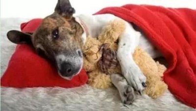 ​国外都喜欢养什么宠物狗？盘点国外最流行的7种狗狗，就连国产藏獒也上榜！