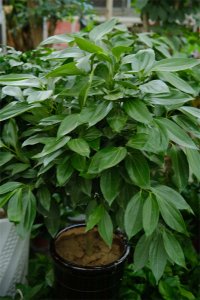 ​平安树的养殖方法