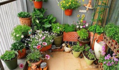 ​家庭养花的施肥技巧