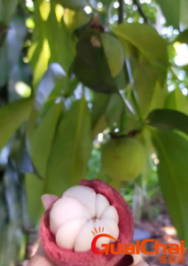 ​山竹长在哪里？山竹什么时候成熟？