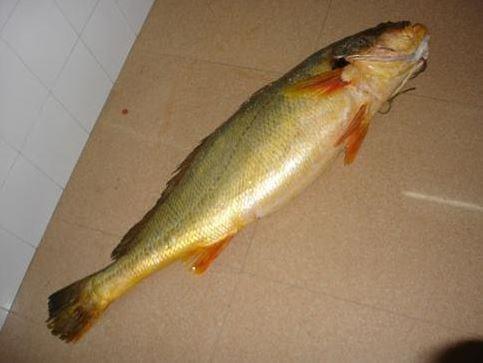 这种浑身金光闪闪的鱼,一条售价高达上百万是上等补品