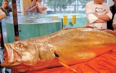 这种浑身金光闪闪的鱼,一条售价高达上百万是上等补品