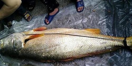 这种浑身金光闪闪的鱼,一条售价高达上百万是上等补品