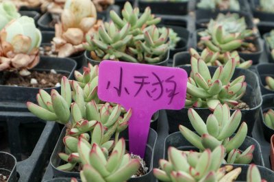 ​小天狗的养殖方法