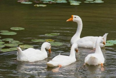 ​养鹅的销路有哪些 养鹅的销路有哪些方面