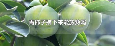​青柿子摘下来能放熟吗