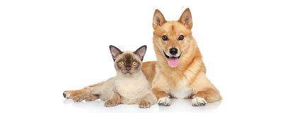 ​赤胆忠心是什么动物