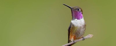 ​蜜蜂是鸟类还是哺乳动物 蜂鸟是卵生动物吗