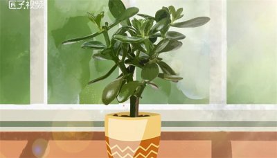 ​适合强阳光暴晒的植物