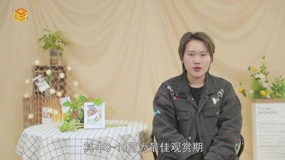 ​雁来红象征寓意 大飞燕的寓意