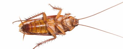 ​蟑螂喜欢吃什么?