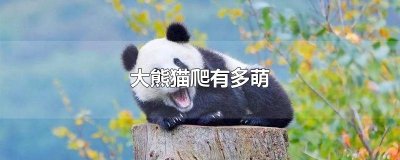 ​大熊猫爬有多萌