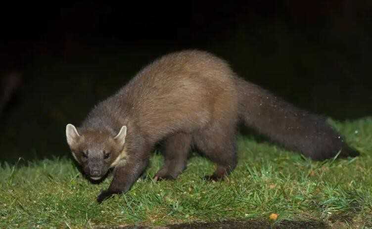 貂是什么动物(貂是什么动物扒下来的皮)