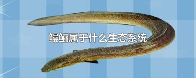 ​鳗鲡属于什么生态系统