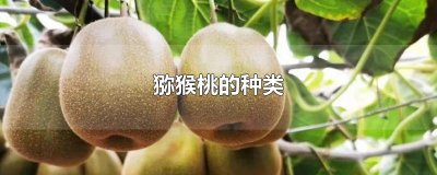 ​猕猴桃的种类