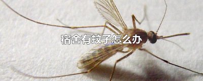 ​宿舍有蚊子怎么办