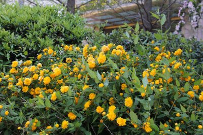 ​棣棠花有毒吗，可以种在家里吗