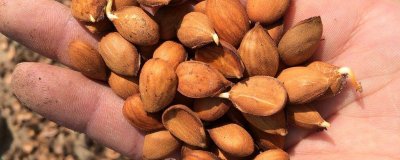 ​桃仁怎么处理后才能吃