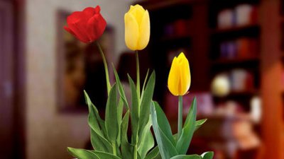 ​郁金香能放室内吗