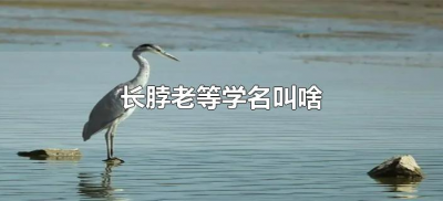 ​长脖老等学名叫啥（长脖老等的学名叫什么）