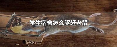 ​学生宿舍怎么驱赶老鼠