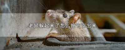 ​怎么能把躲藏的老鼠给引出来呢 老鼠躲起来怎么引出来
