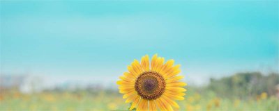 ​好听朴素的网名 简单朴素的网名有意境